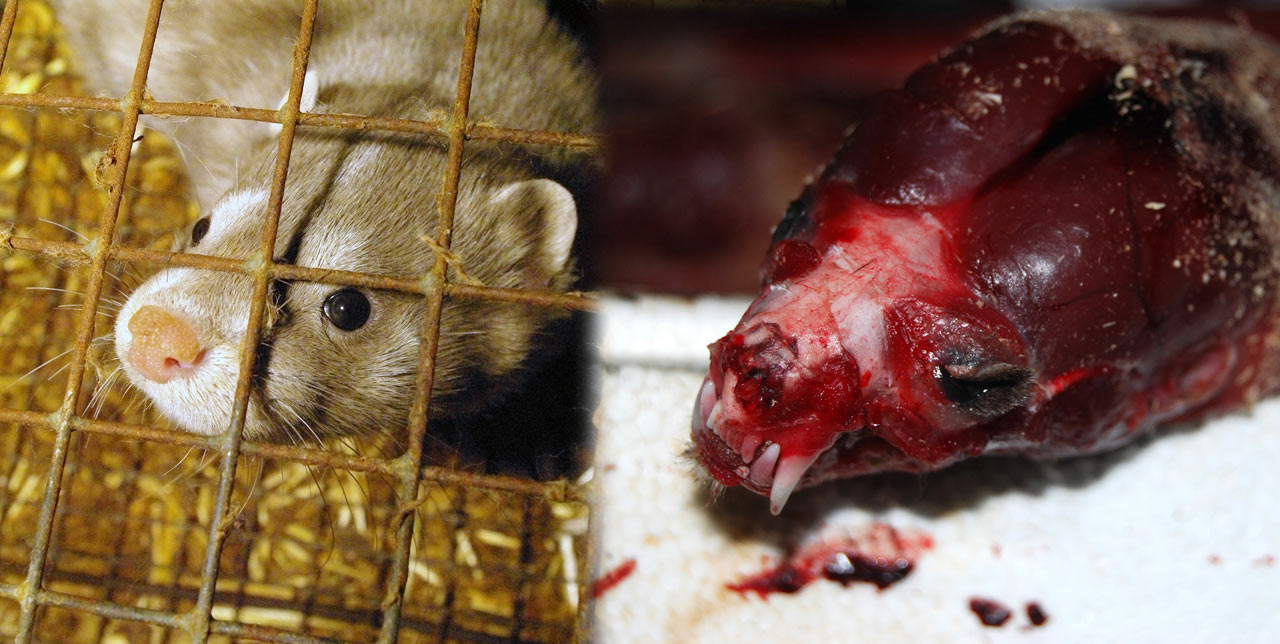 Víctima de una granja peletera