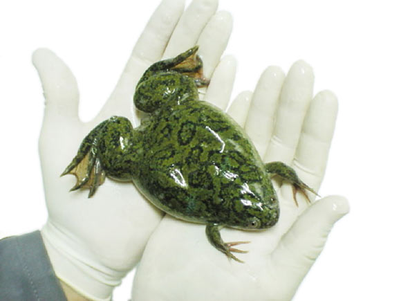 Rana Xenopus utilizada para vivisección en laboratorios